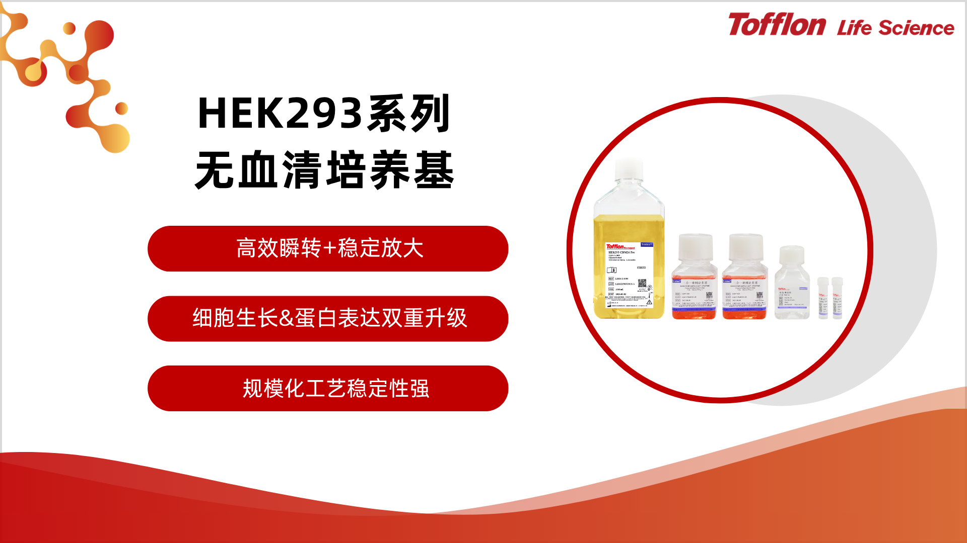 【案例分享】高效瞬转+稳定放大｜东富龙HEK293系列培养基，全方位提速生物药重组蛋白研发